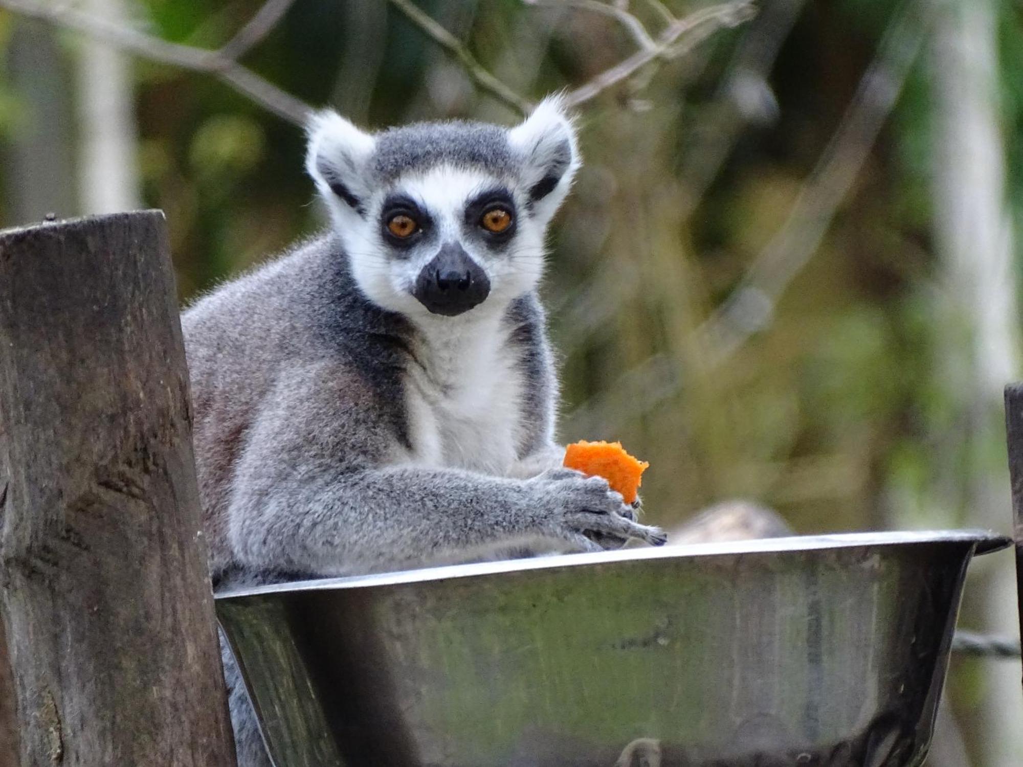 Trainefeuilles - Chambres D'Hotes Proche Zoo De Beauval Le Controis-en-Sologne Esterno foto
