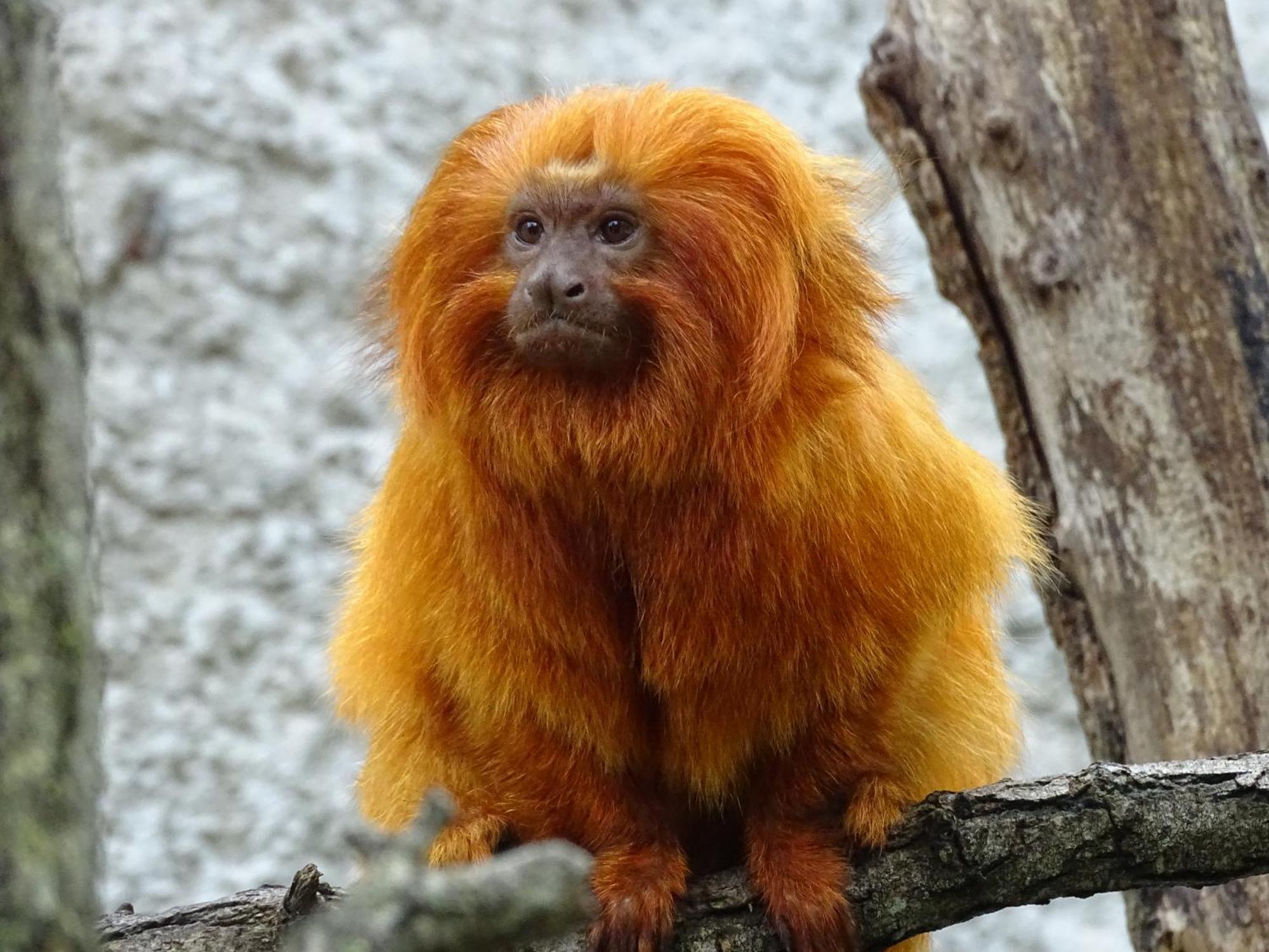 Trainefeuilles - Chambres D'Hotes Proche Zoo De Beauval Le Controis-en-Sologne Esterno foto