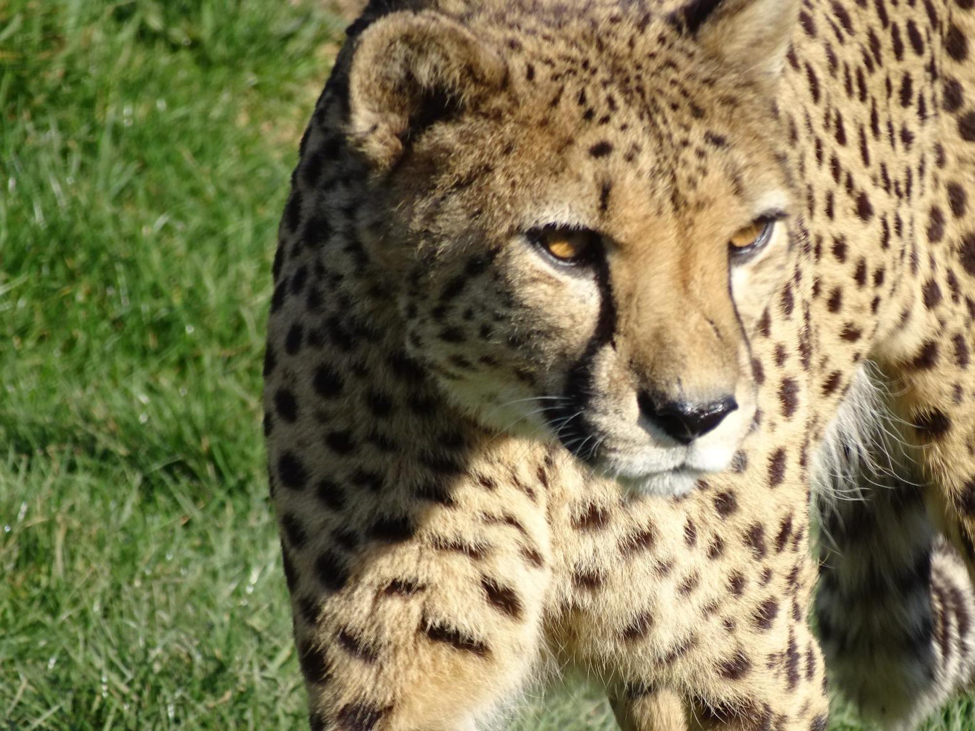 Trainefeuilles - Chambres D'Hotes Proche Zoo De Beauval Le Controis-en-Sologne Esterno foto